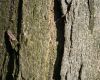 image of Acer saccharum