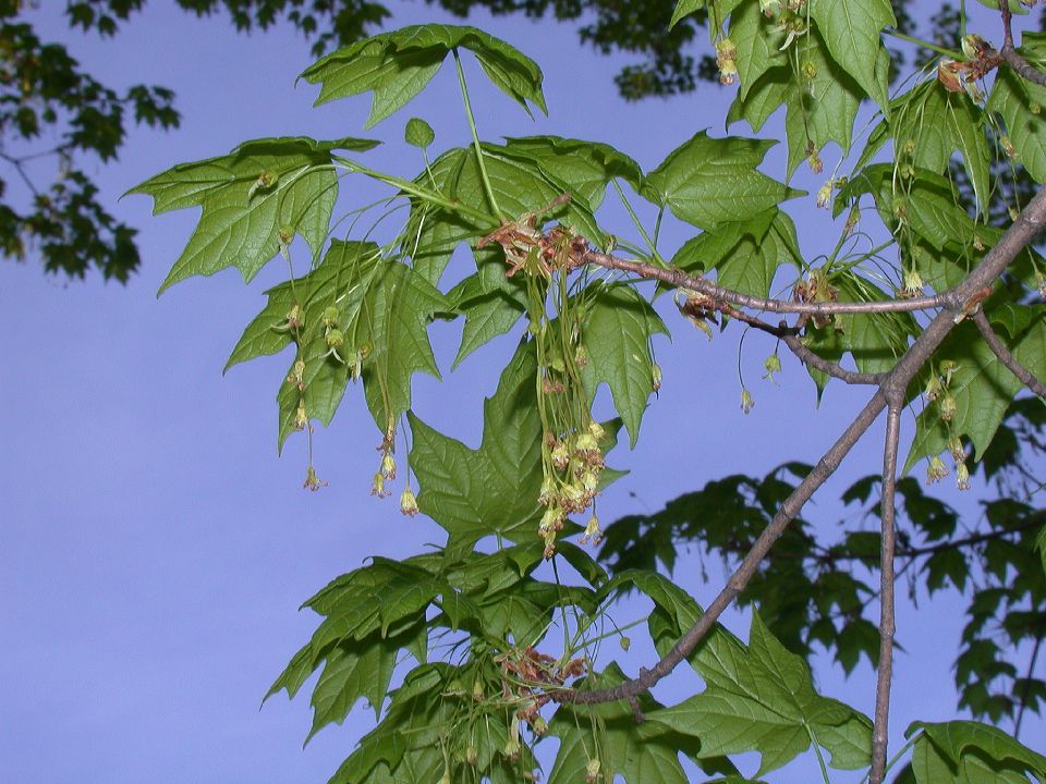 Aceraceae Acer saccharum