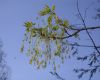 image of Acer saccharum