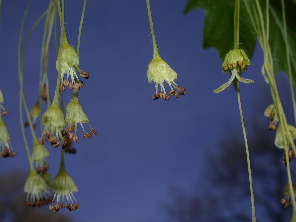 Aceraceae Acer saccharum