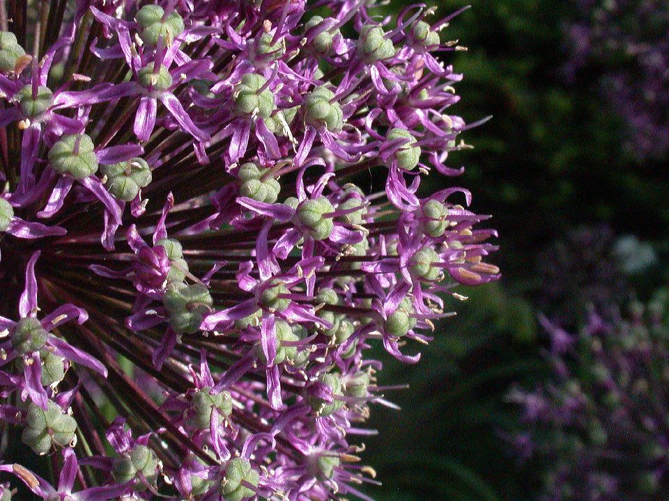 Amaryllidaceae Allium giganteum