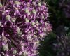 image of Allium giganteum