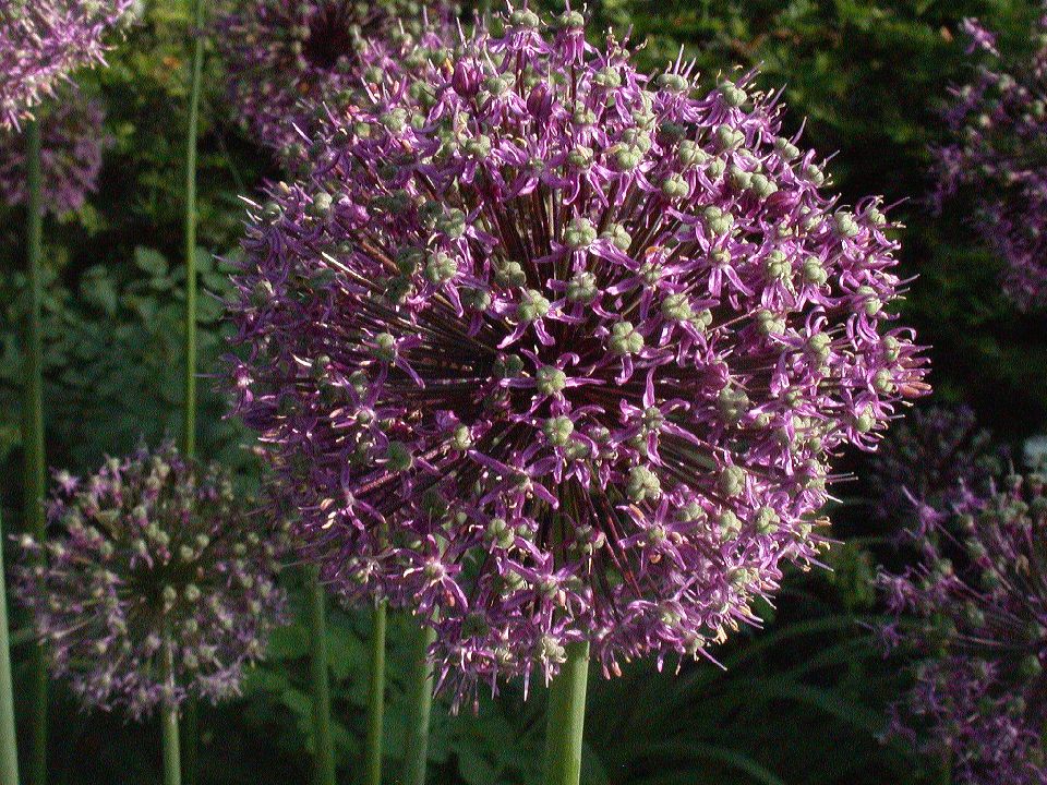 Amaryllidaceae Allium giganteum