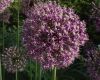 image of Allium giganteum