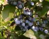 image of Berberis aquifolium