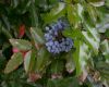image of Berberis aquifolium
