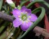 image of Lewisia pygmaea
