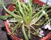 image of Lewisia pygmaea