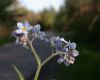 image of Myosotis sylvatica