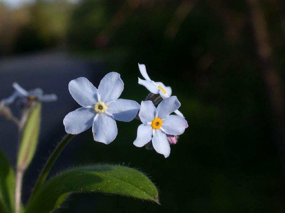 Boraginaceae Myosotis sylvatica