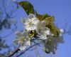 image of Prunus avium
