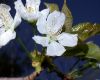 image of Prunus avium