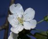 image of Prunus avium
