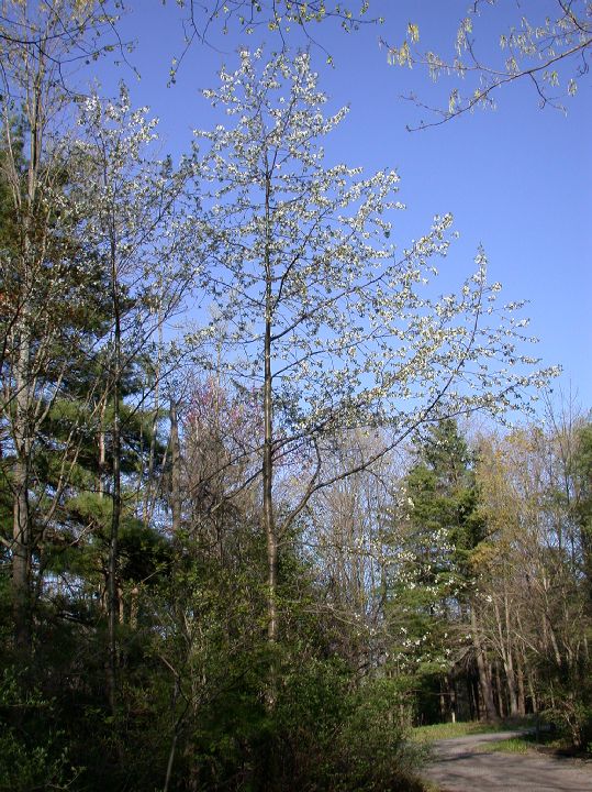 Rosaceae Prunus avium