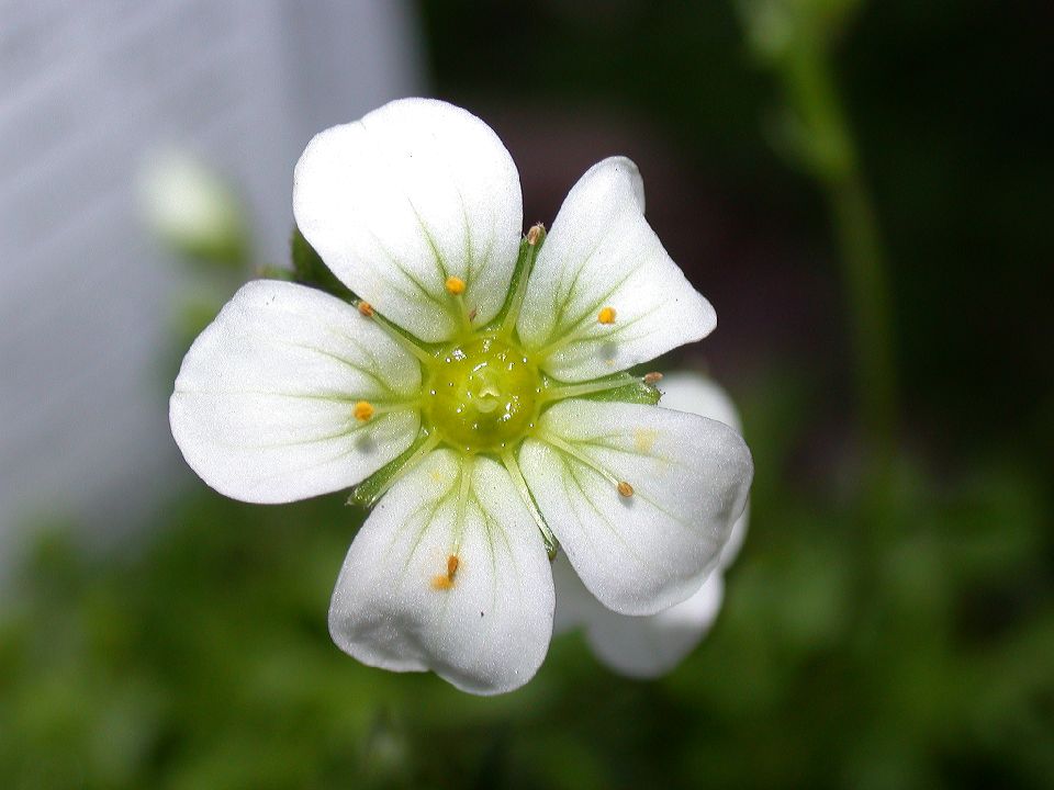 Saxifragaceae Saxifraga 