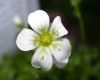 image of Saxifraga 