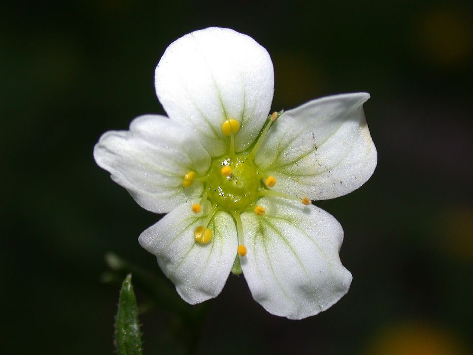 Saxifragaceae Saxifraga 