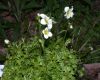 image of Saxifraga 