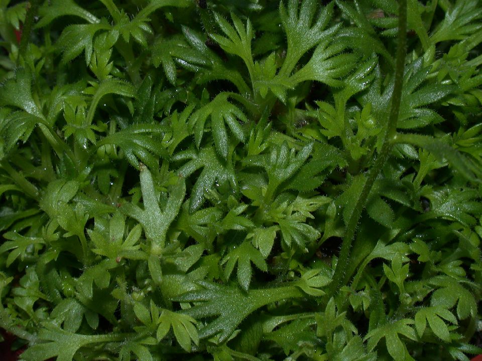 Saxifragaceae Saxifraga 