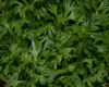 image of Saxifraga 
