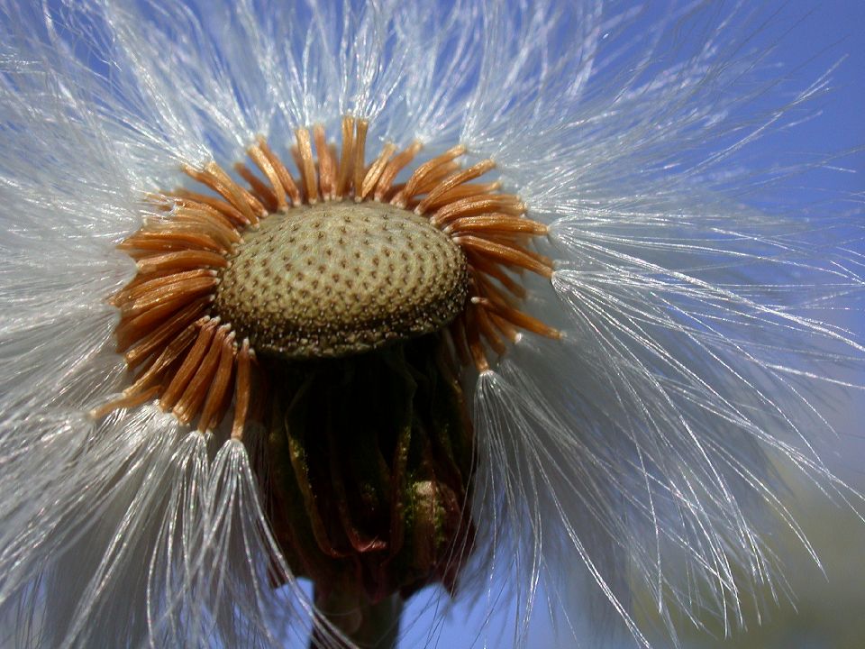 Asteraceae Tussilago farfara