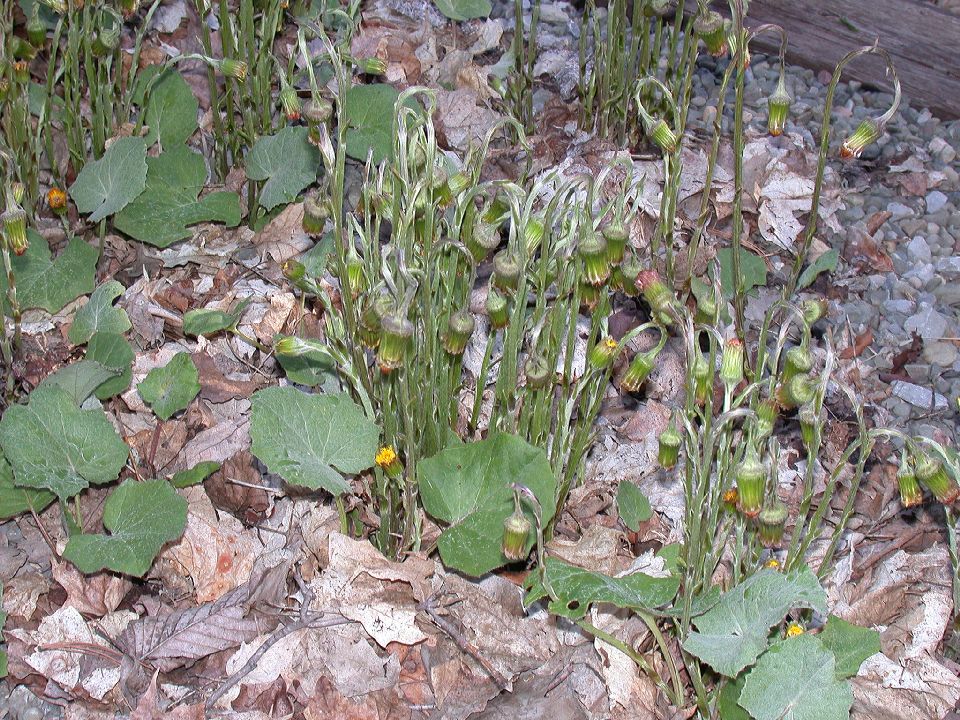 Asteraceae Tussilago farfara
