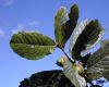 image of Quercus glabrescens