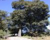 image of Quercus glabrescens