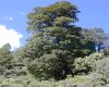 image of Quercus macdougallii