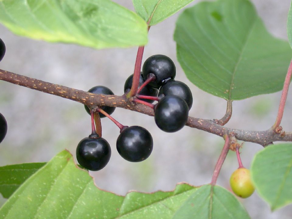 Rhamnaceae Rhamnus frangula