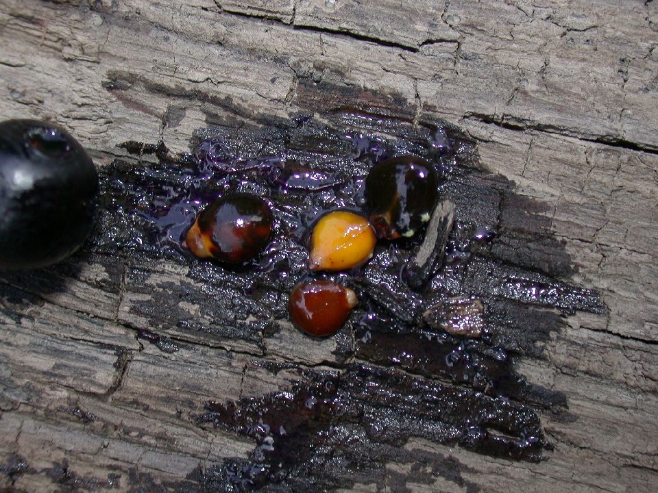 Rhamnaceae Rhamnus frangula