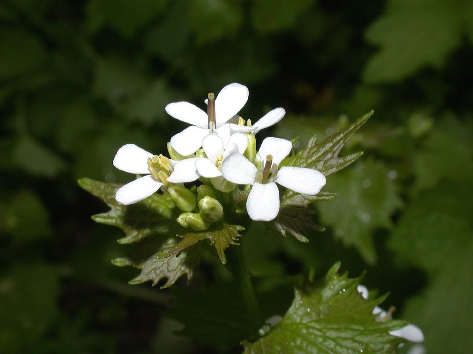 Brassicaceae Alliaria petiolata