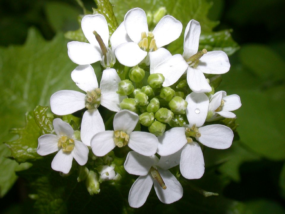 Brassicaceae Alliaria petiolata