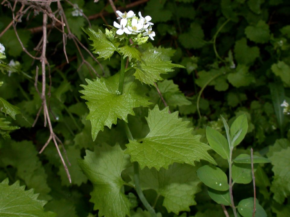 Brassicaceae Alliaria petiolata