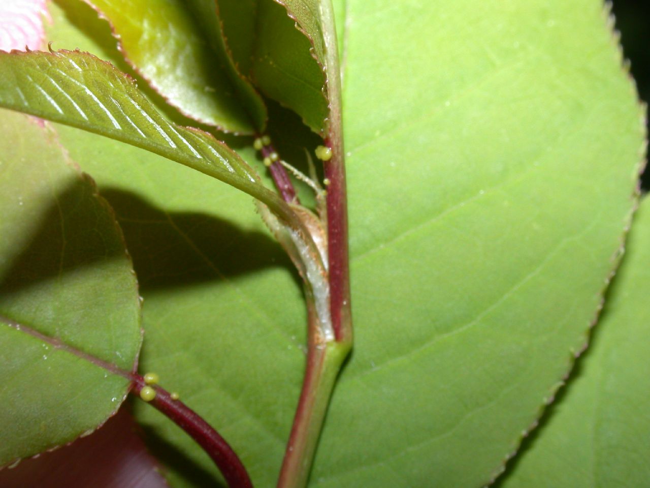 Rosaceae Prunus virginiana