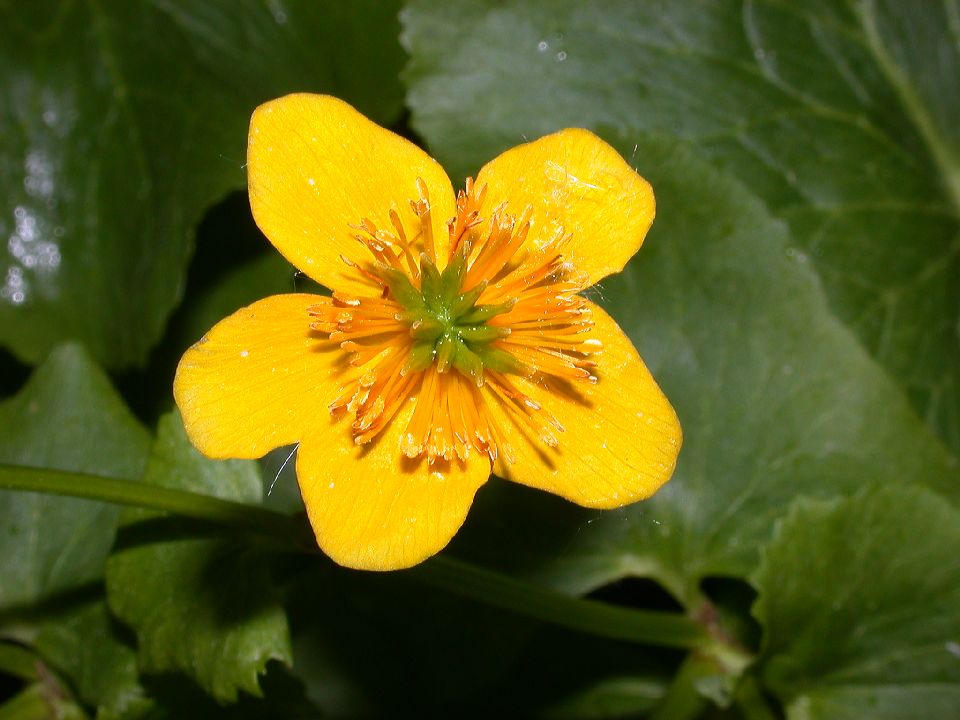 Ranunculaceae Caltha palustris