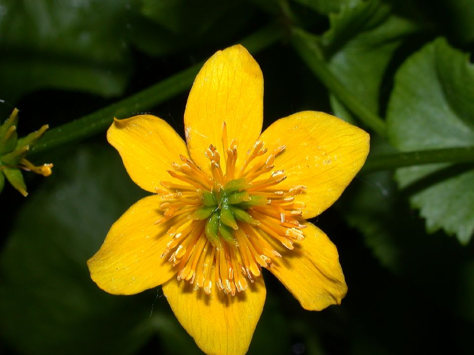 Ranunculaceae Caltha palustris