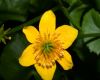 image of Caltha palustris