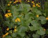 image of Caltha palustris