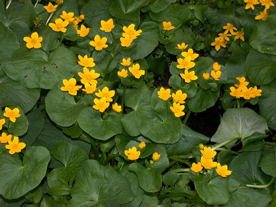 Ranunculaceae Caltha palustris