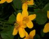 image of Caltha palustris