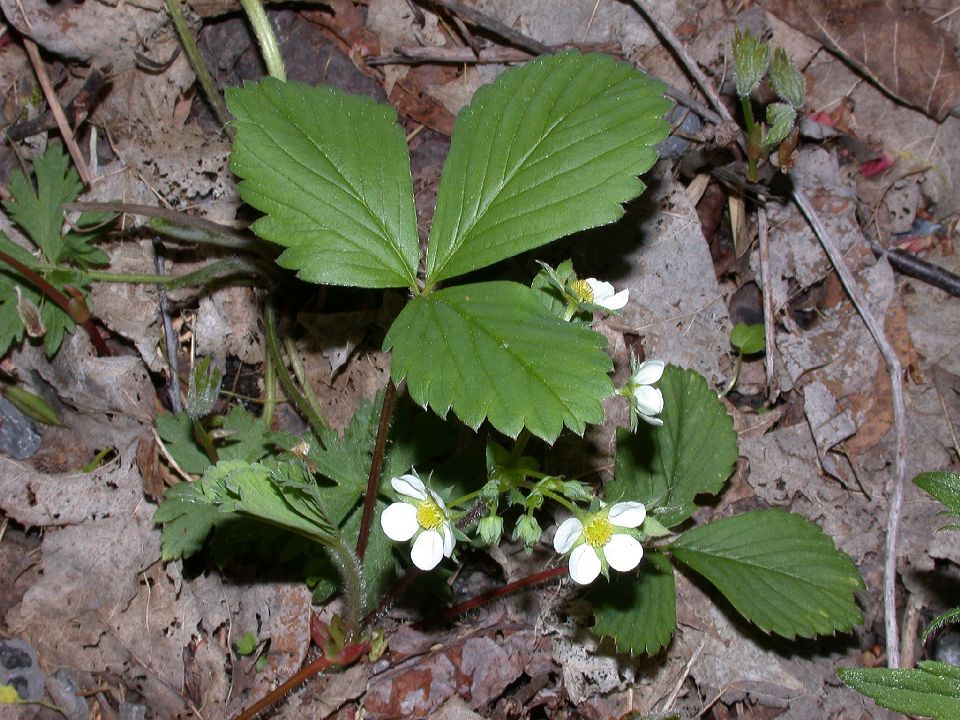 Rosaceae Fragaria virginiana