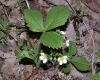 image of Fragaria virginiana