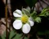 image of Fragaria virginiana