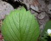 image of Fragaria virginiana