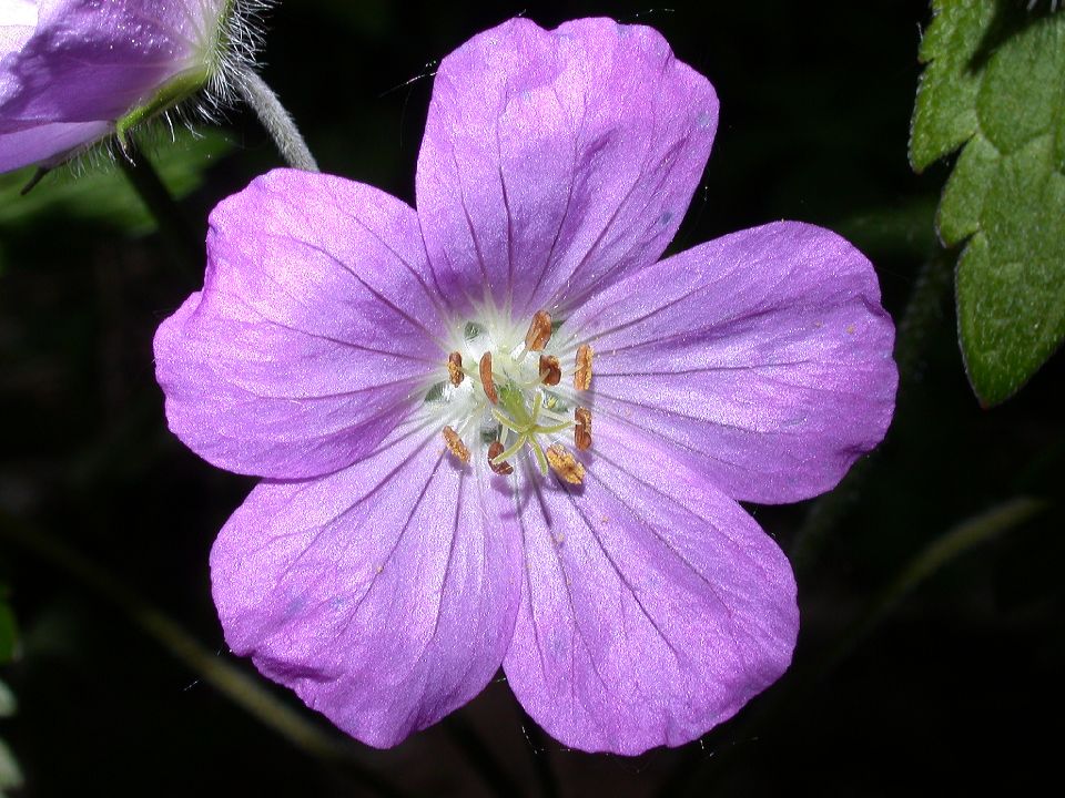 Geraniaceae Geranium maculatum
