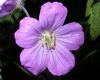image of Geranium maculatum