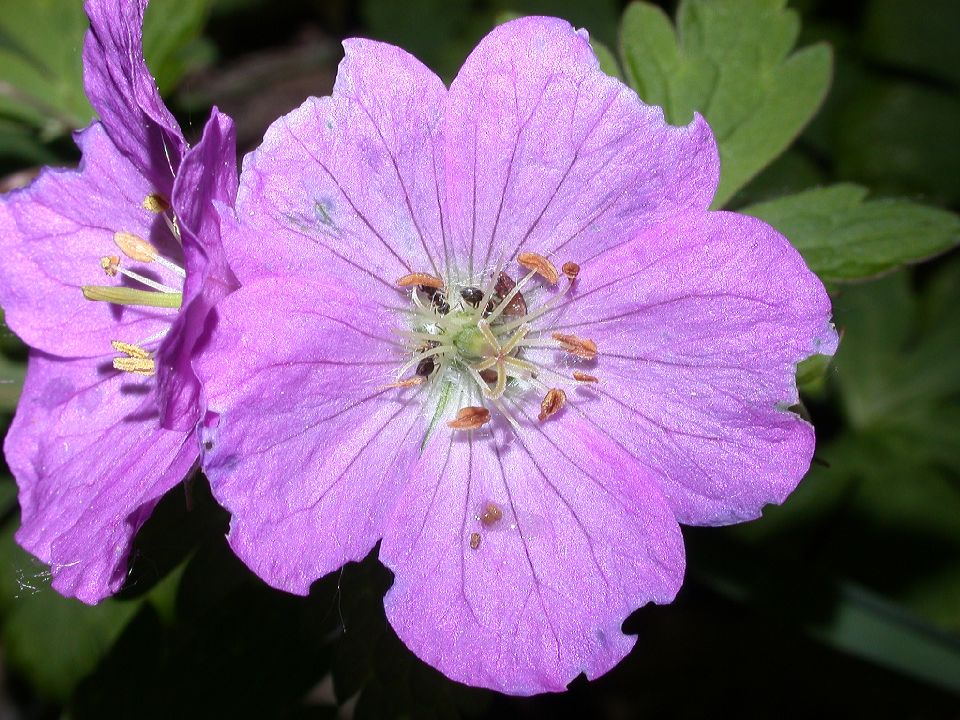 Geraniaceae Geranium maculatum