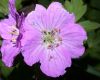 image of Geranium maculatum