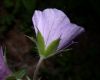 image of Geranium maculatum